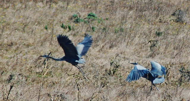blue herons in field